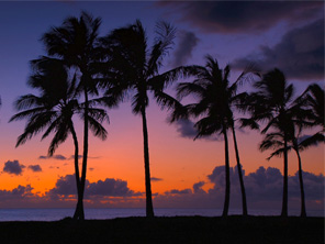 palm tree sunset of Hawaii